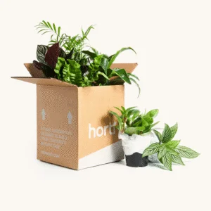 Plant Packaging Boxes